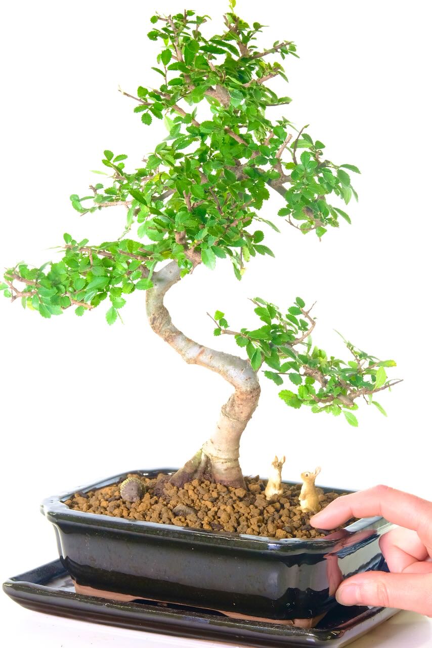 This is the exact bonsai which you will receive.