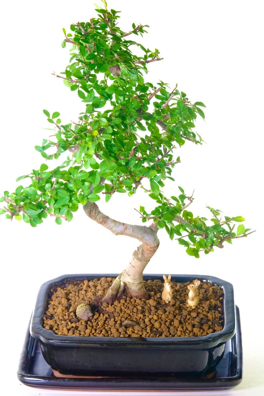 Dense foliage and well placed branches that creates a superb canopy.