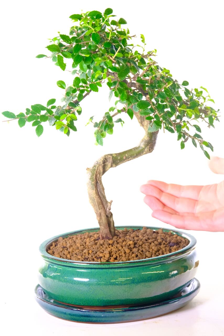 This is the exact Chinese Elm bonsai you will receive.