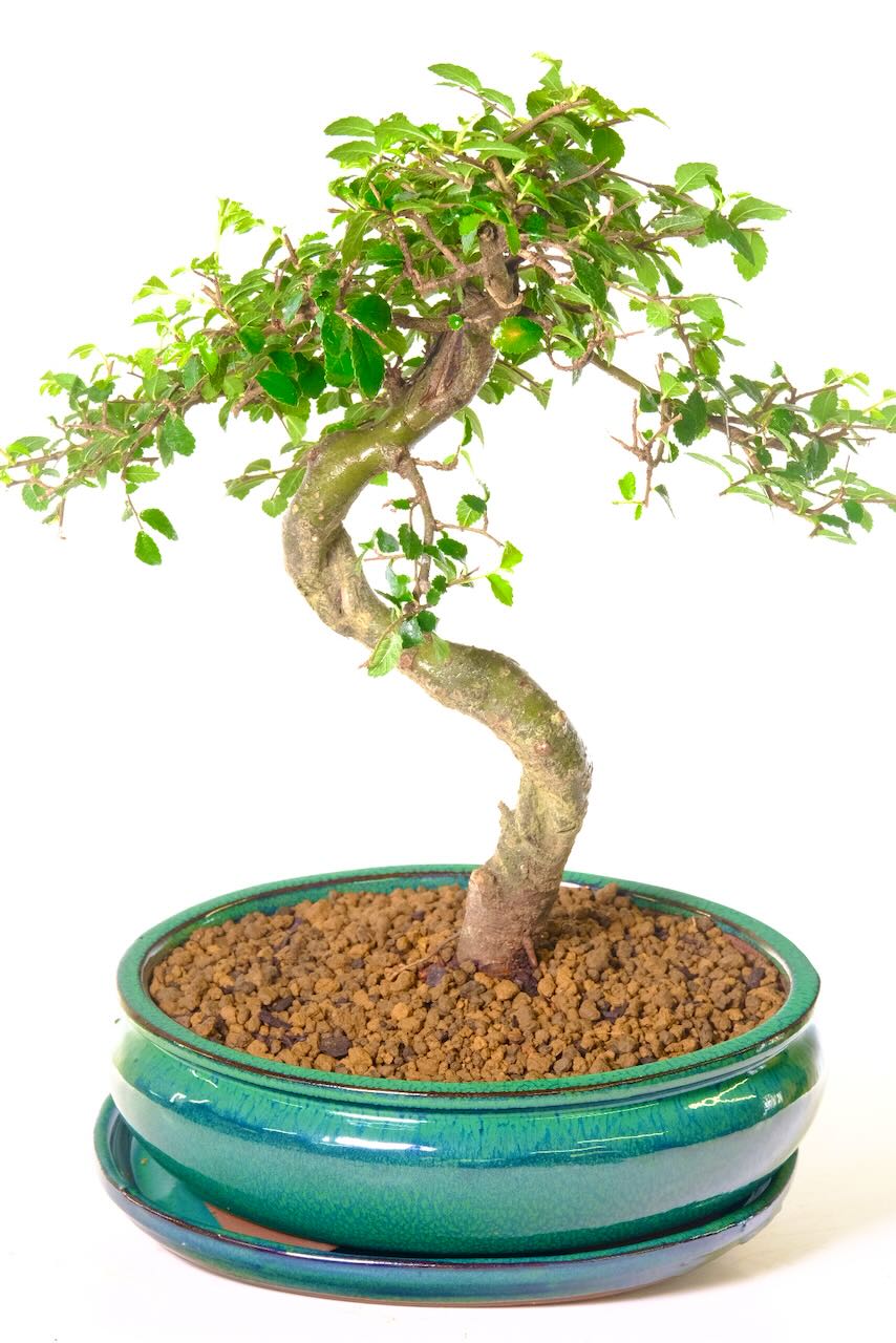 Striking and commanding neat s-shaped trunk.