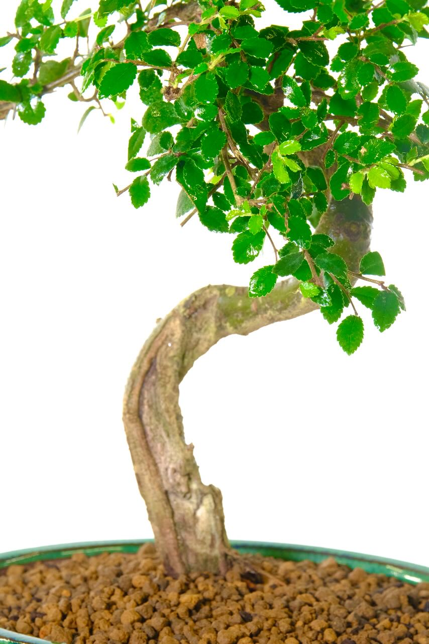 Exceptional 'shari' that balanced the appeal of this bonsai tree.