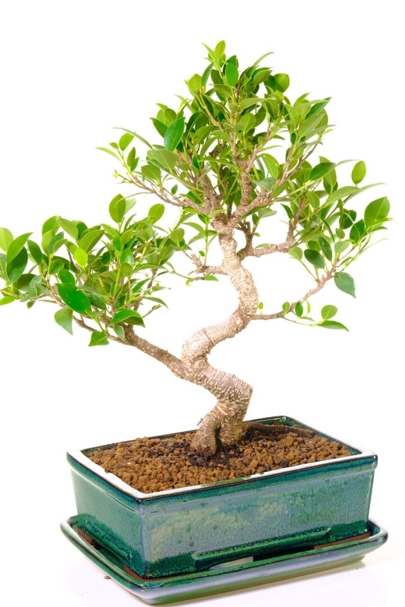 Indoor Ficus Bonsai Tree with Silver Striations - Stunning Design