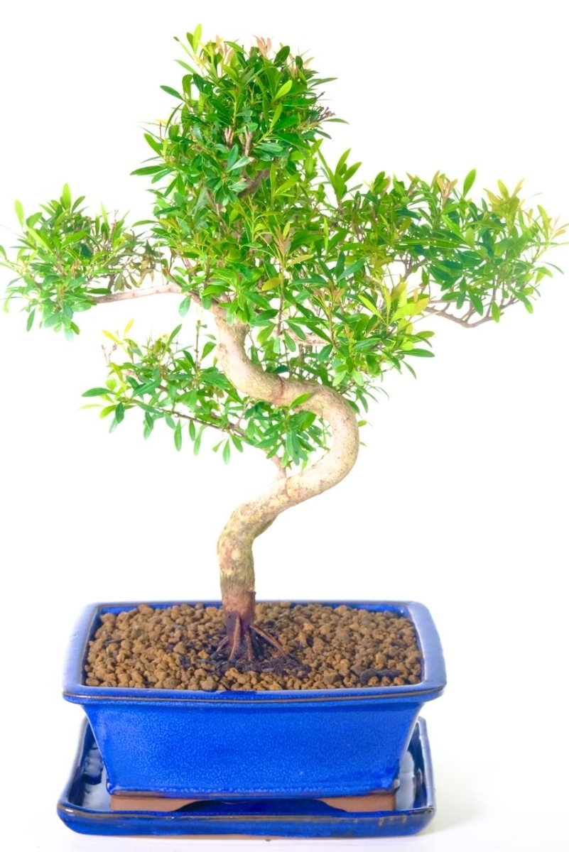 Fruiting & Flowering Roseapple Myrtle Bonsai with Neat Styling