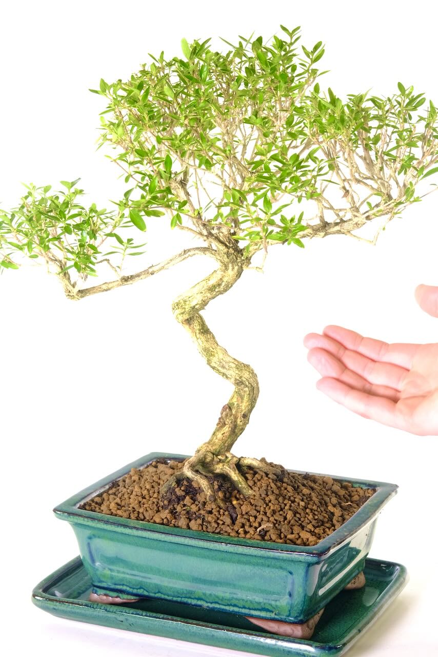 Small white star shaped flower in the summer months