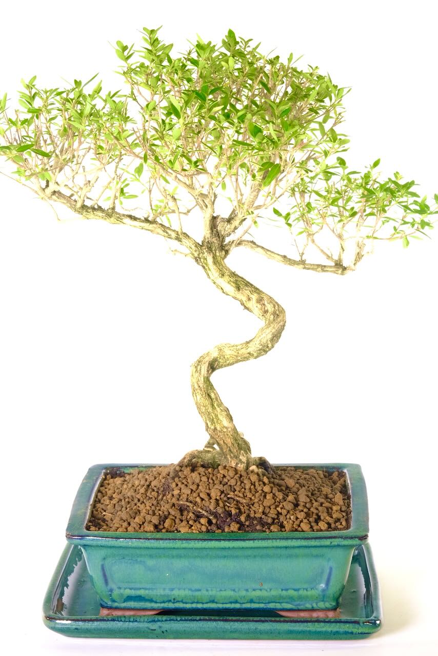 Cream textured bark of the serissa bonsai tree