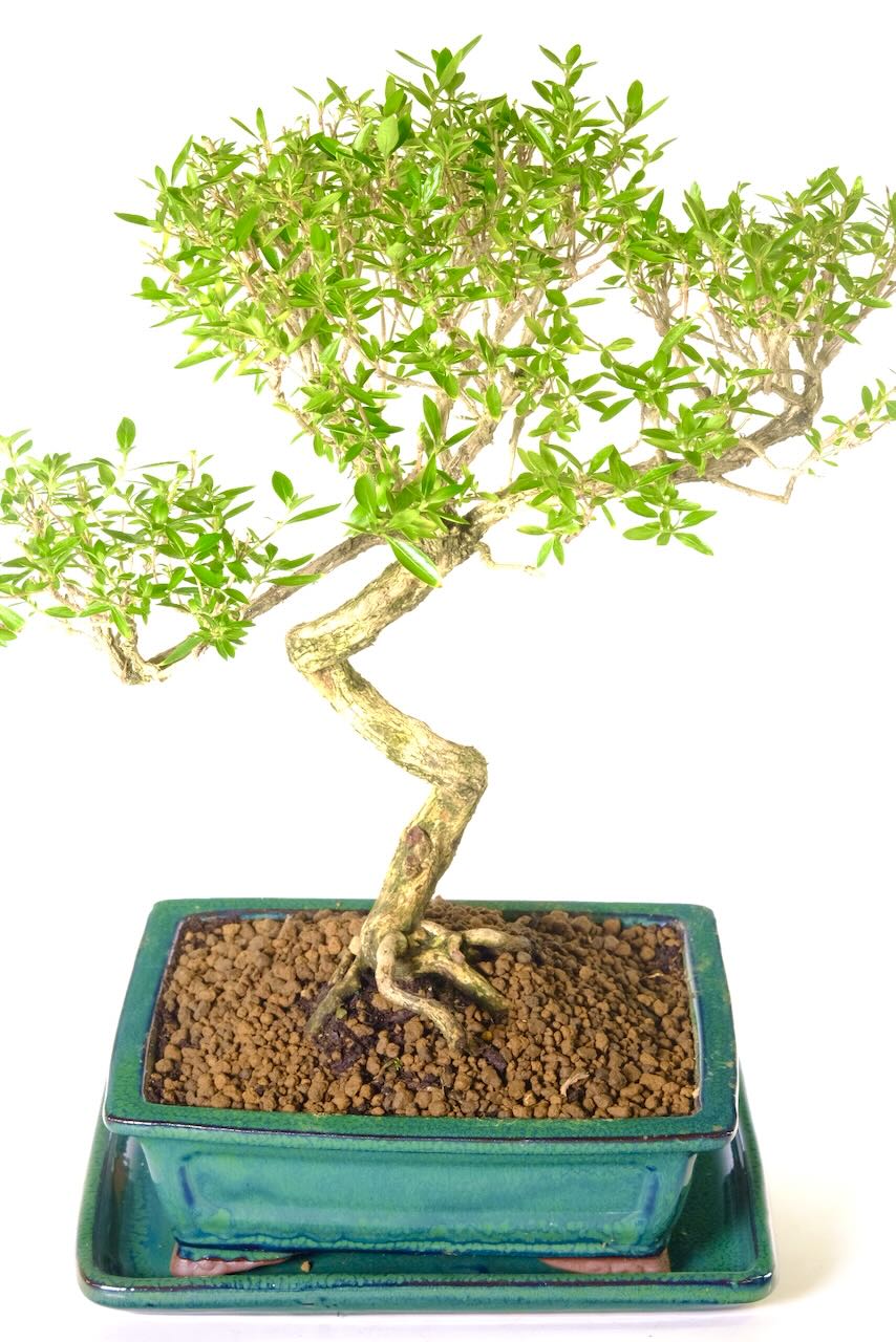 Wonderful exposed root flare - dramatic & artistic