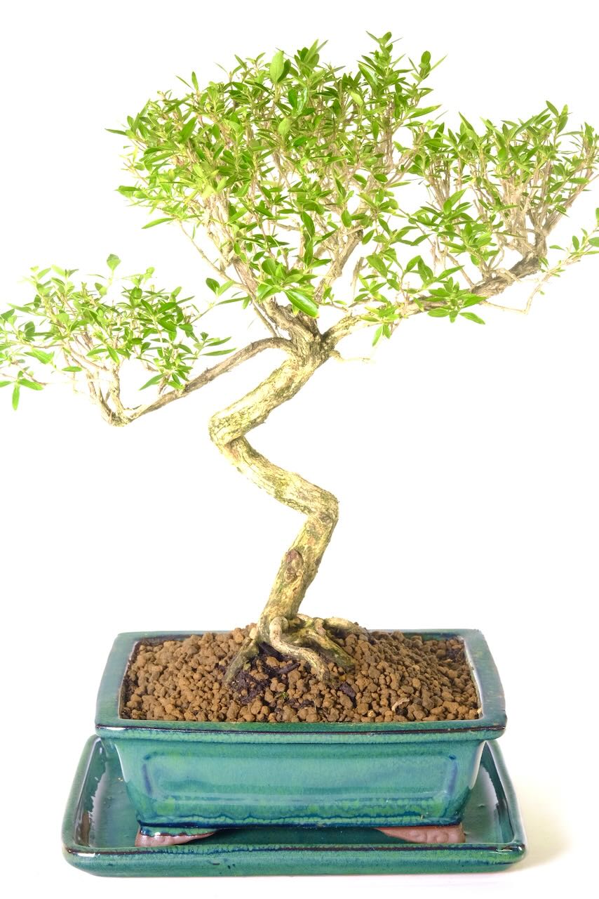 Twisting tree of a thousand stars bonsai in green pot