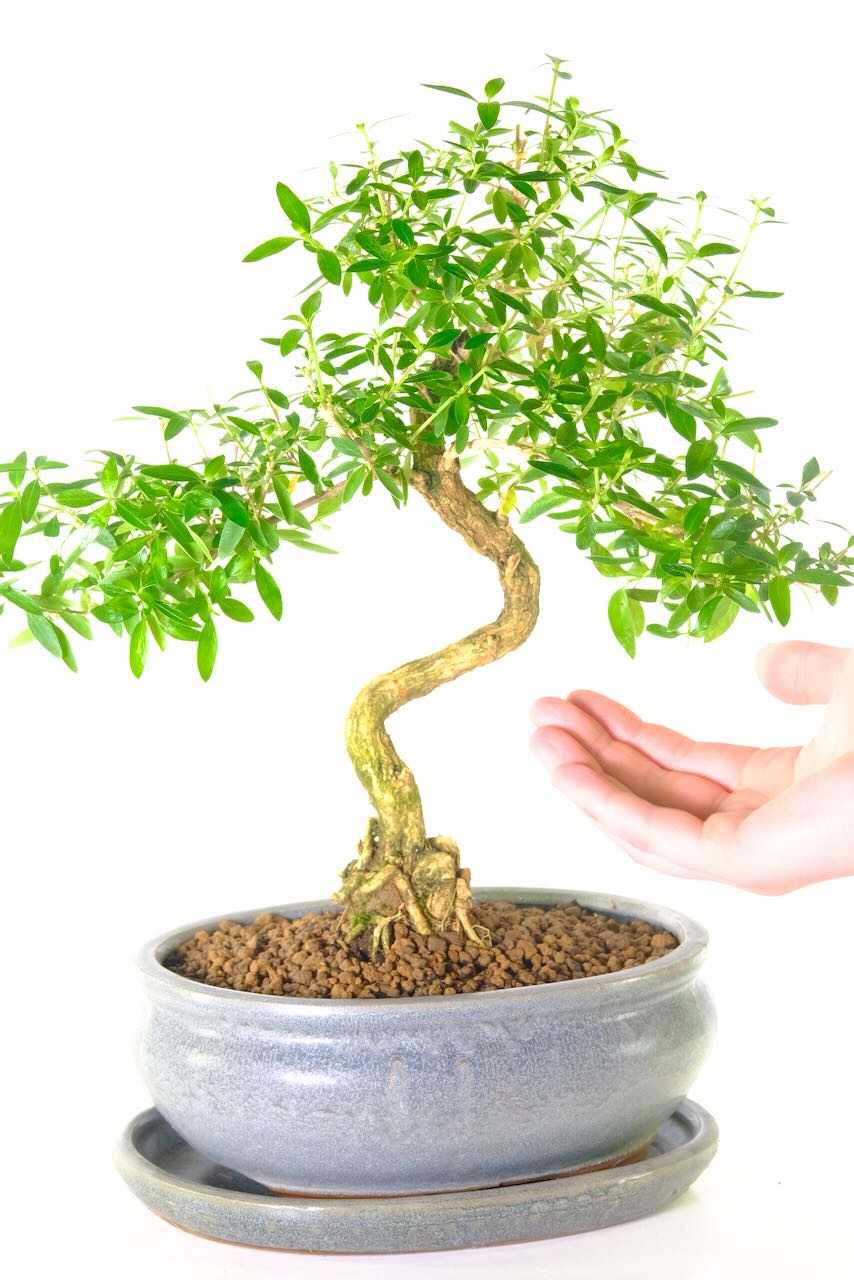 You can own this exact bonsai or send it to a special someone as a gift.