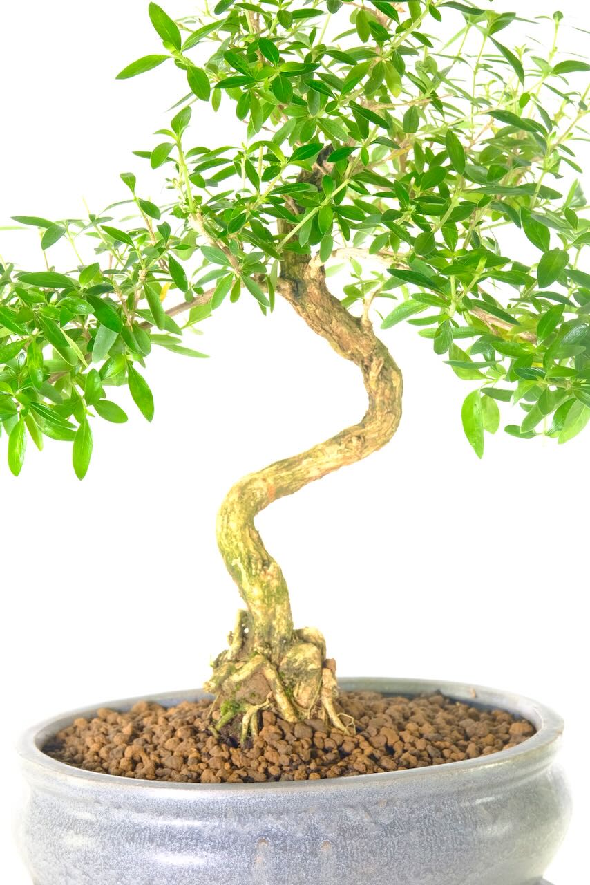 Distinctive exposed roots wrapped around each other.