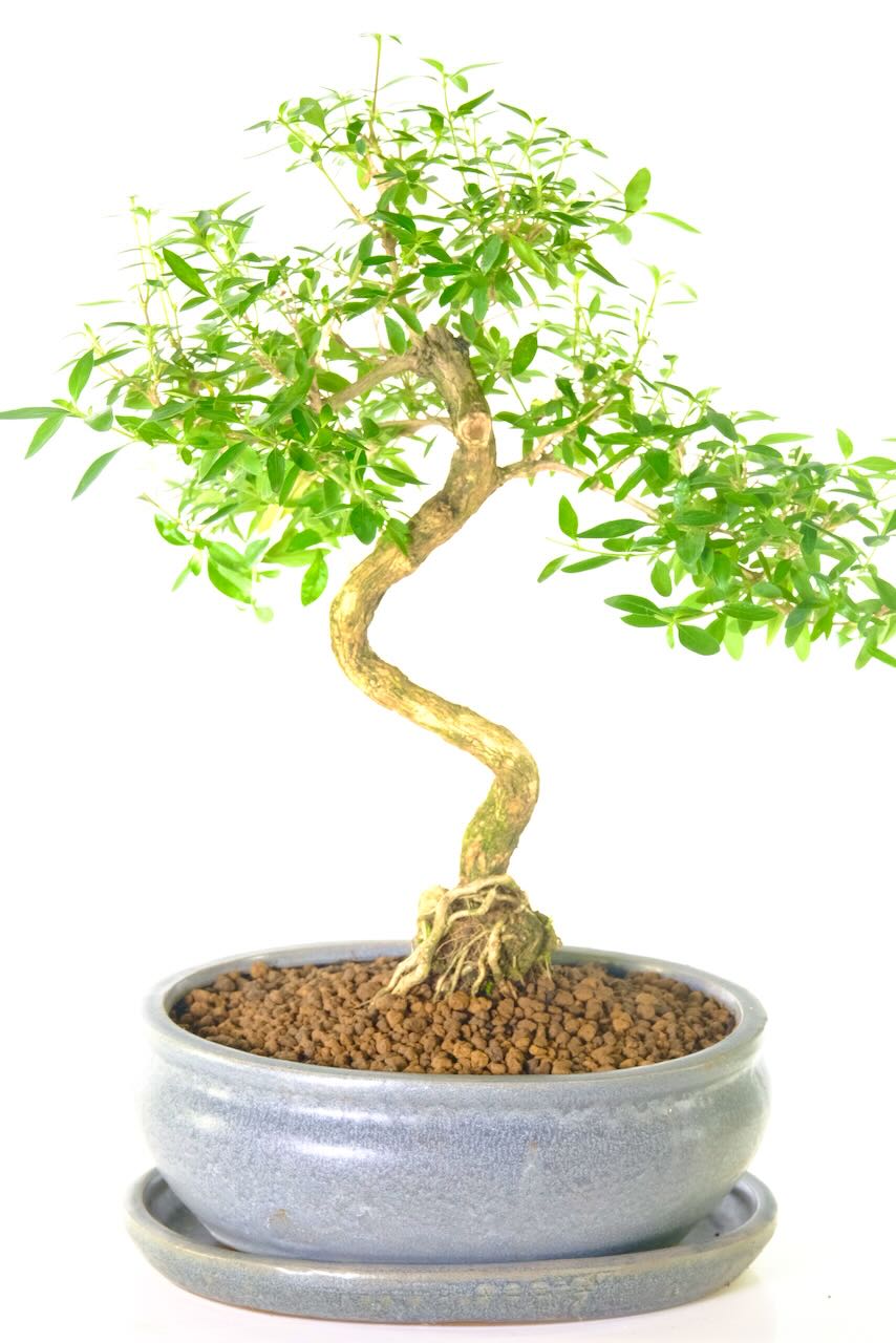 Well-kept and tidy trunk movement that gracefully curves.