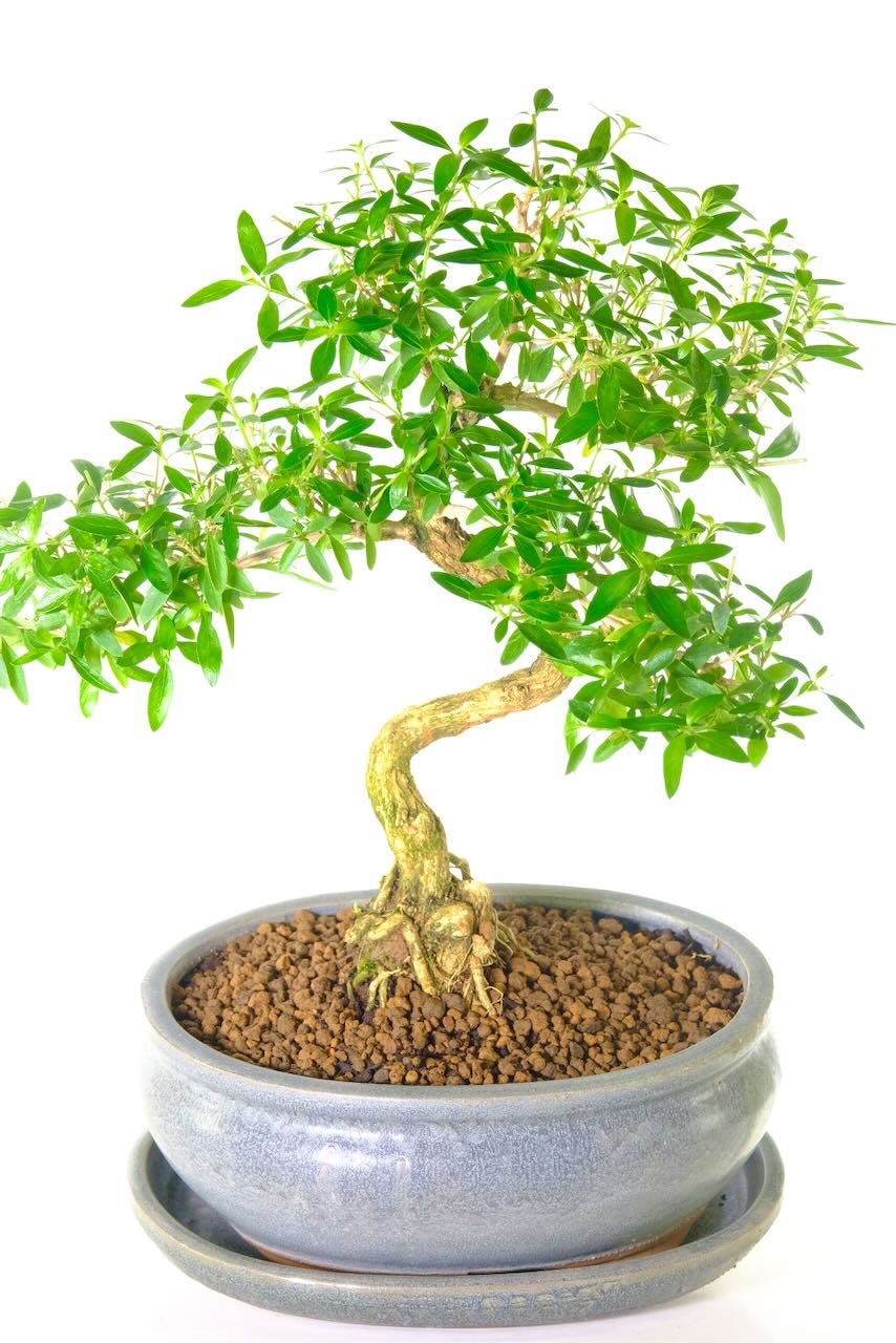 Uncluttered and neat foliage pads and branch placement.