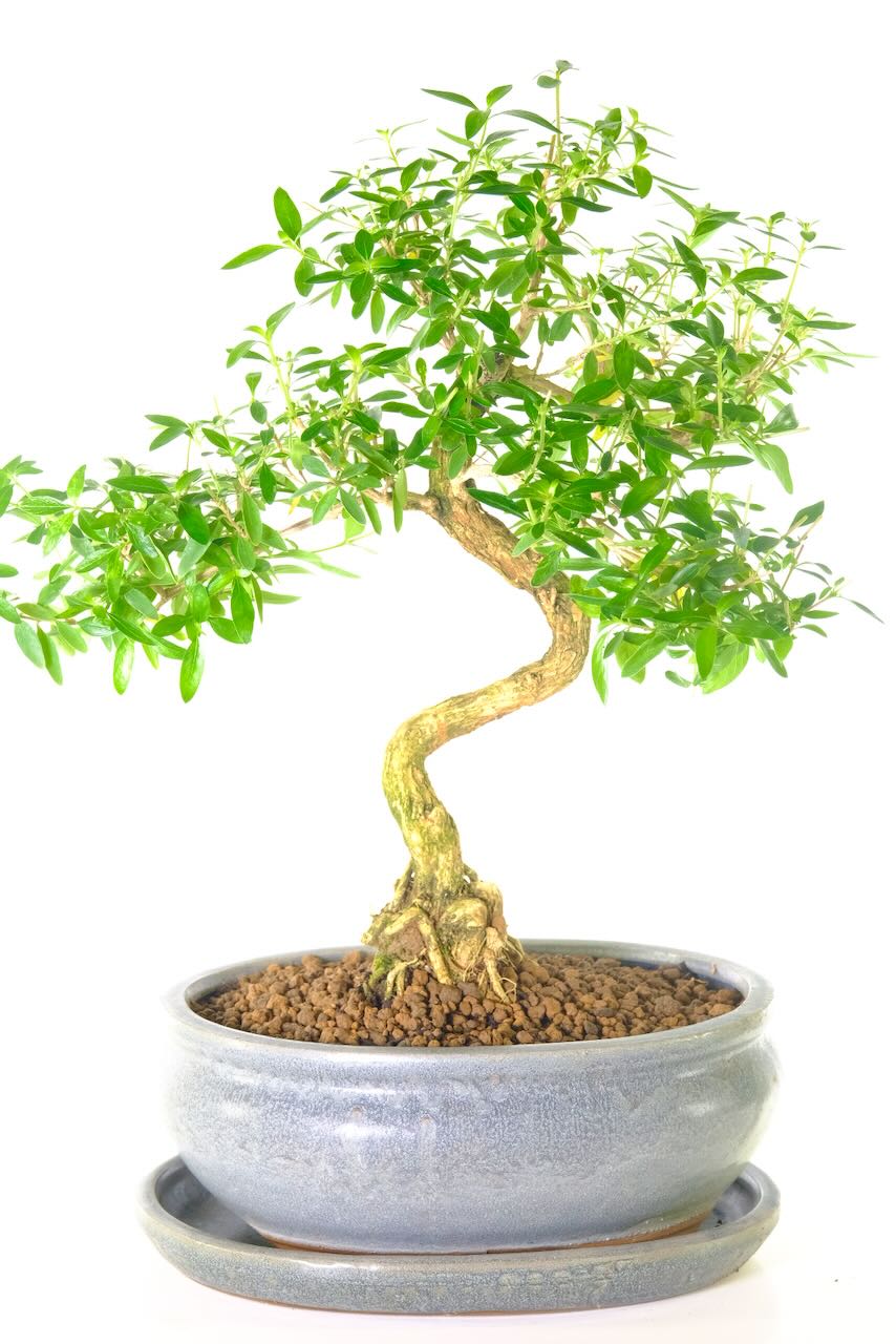 Elegantly-Shaped Tree of a Thousand Stars Bonsai with Literati Styling