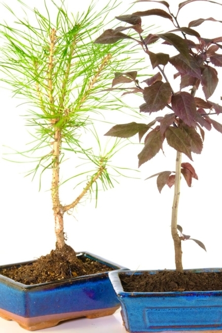 Flowering Purple Cherry & Black Pine Starter Bonsai Trees