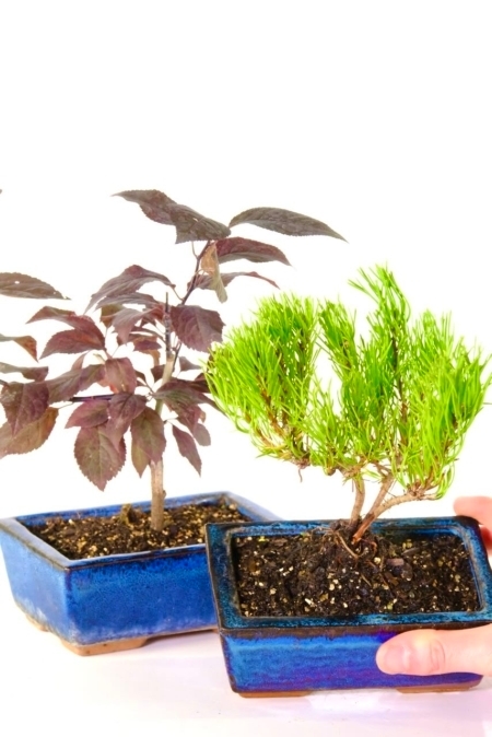 Flowering Purple Cherry & Mountain Pine Starter Bonsai Trees