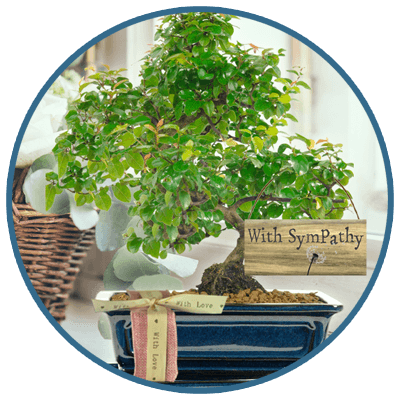 Sympathy & Memorial Bonsai Tree Gifts