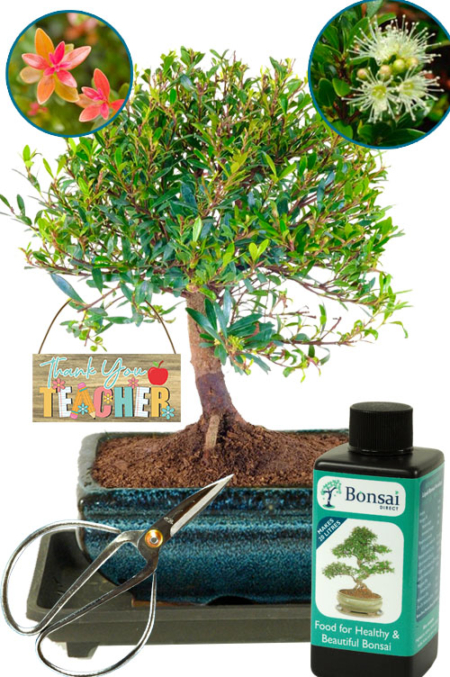 Thank You Teacher gifts - Fruiting & flowering Roseapple Myrtle bonsai tree starter kit for sale UK