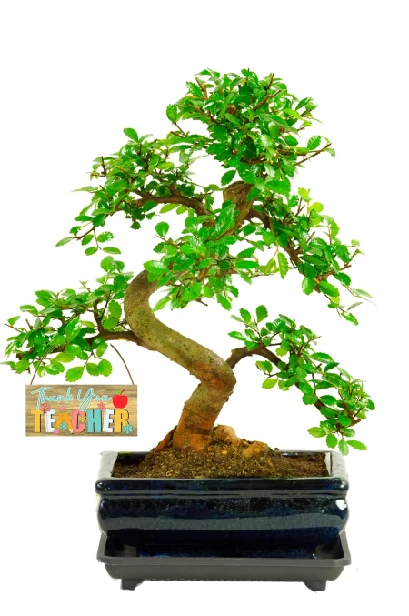 Teacher Gifts - Beginners Favourite Twisty Indoor Bonsai Tree