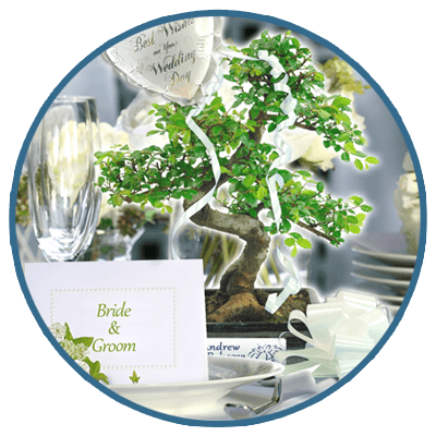 Wedding Bonsai Gifts
