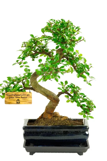 Celebrate Their New Home! Twisty Indoor Bonsai Tree Favourite - Easy for Beginners