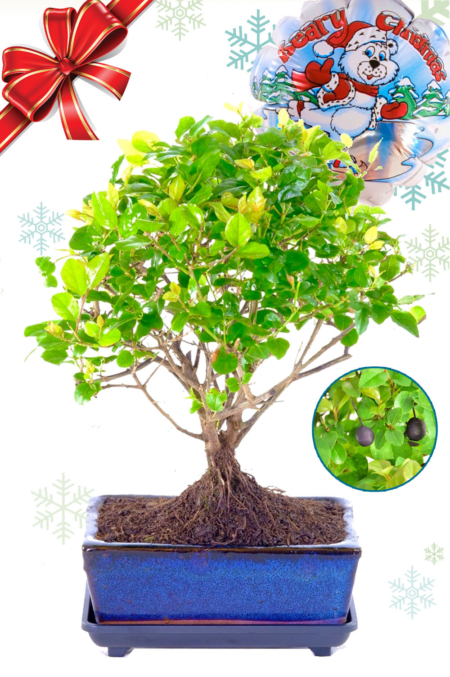 Woodland-style fruiting Chinese Sweet Plum Christmas bonsai gift for sale UK