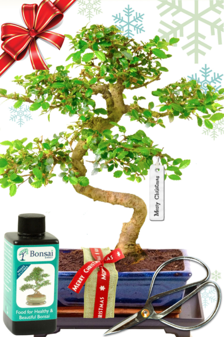 Beautifully wrapped Christmas gift featuring Chinese Elm bonsai for sale UK
