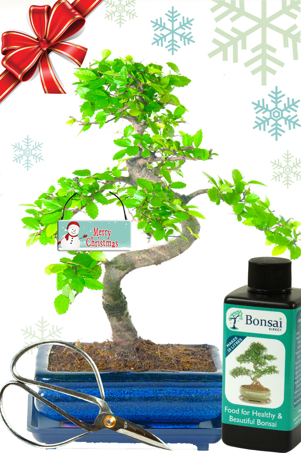 Stylish Chinese Elm bonsai Christmas gift set for sale UK