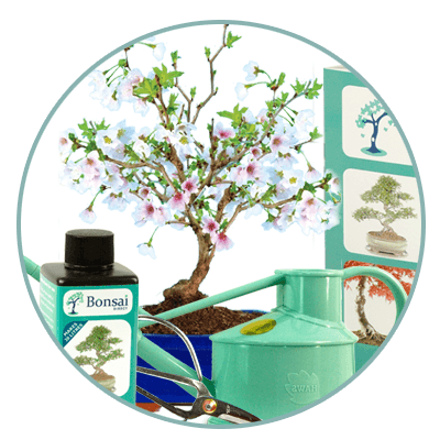 Bonsai tree starter kits for sale