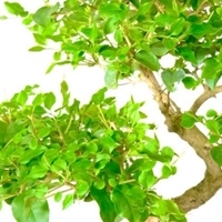 Ligustrum