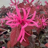 Loropetalum