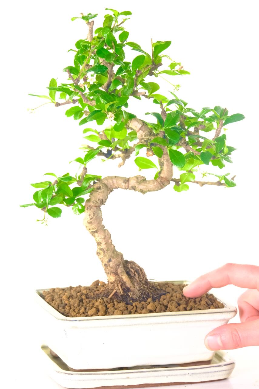 This is the exact bonsai that you will receive.