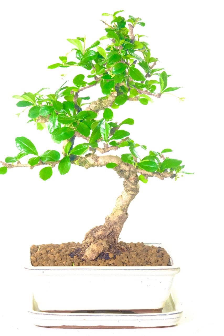 Wonderful and tasteful branch placement.