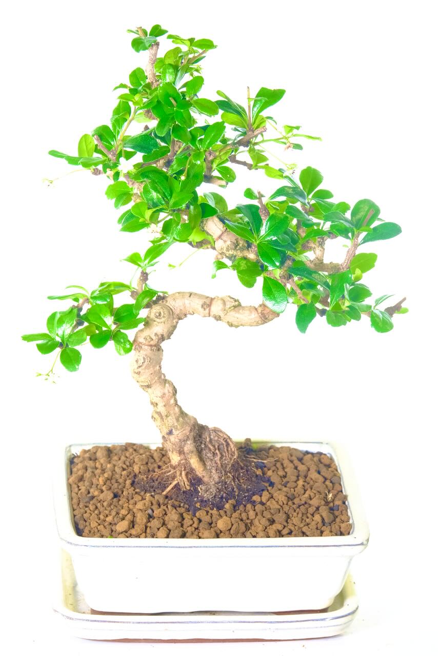 Outstanding exaggerated serpentine shaped trunk.