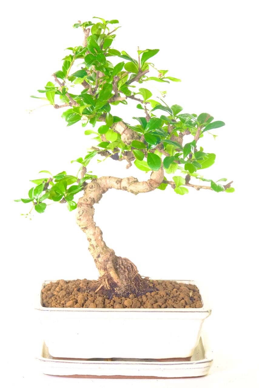 Flowering Fukien Tea Tree Bonsai with Curvaceous Trunk Movement