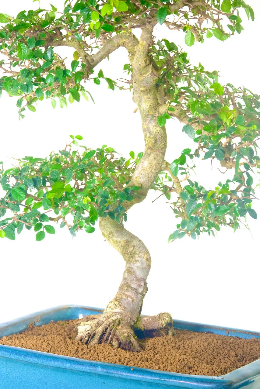 Refined Chinese Elm bonsai with gnarly trunk and small petit leaves.