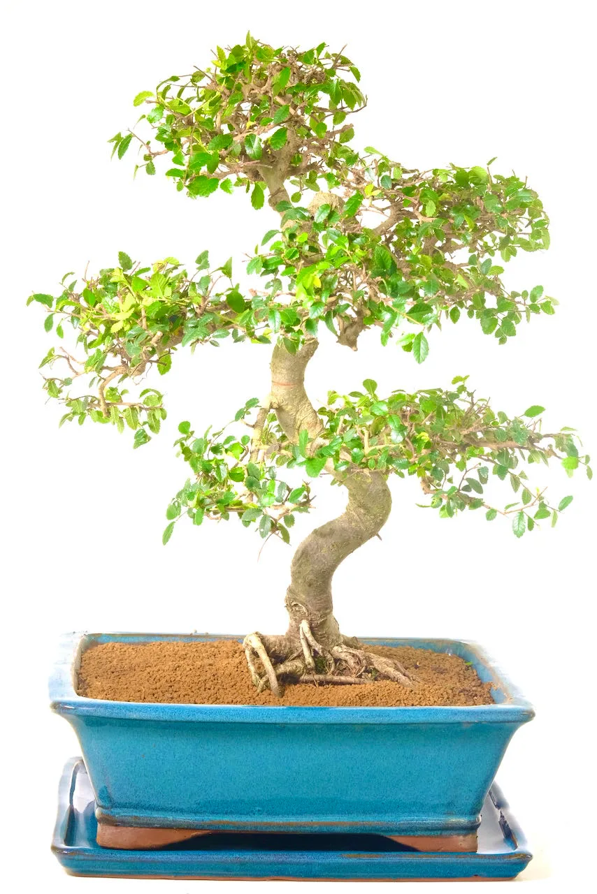 Larger bonsai tree for beginners, perfect and improving your home space.