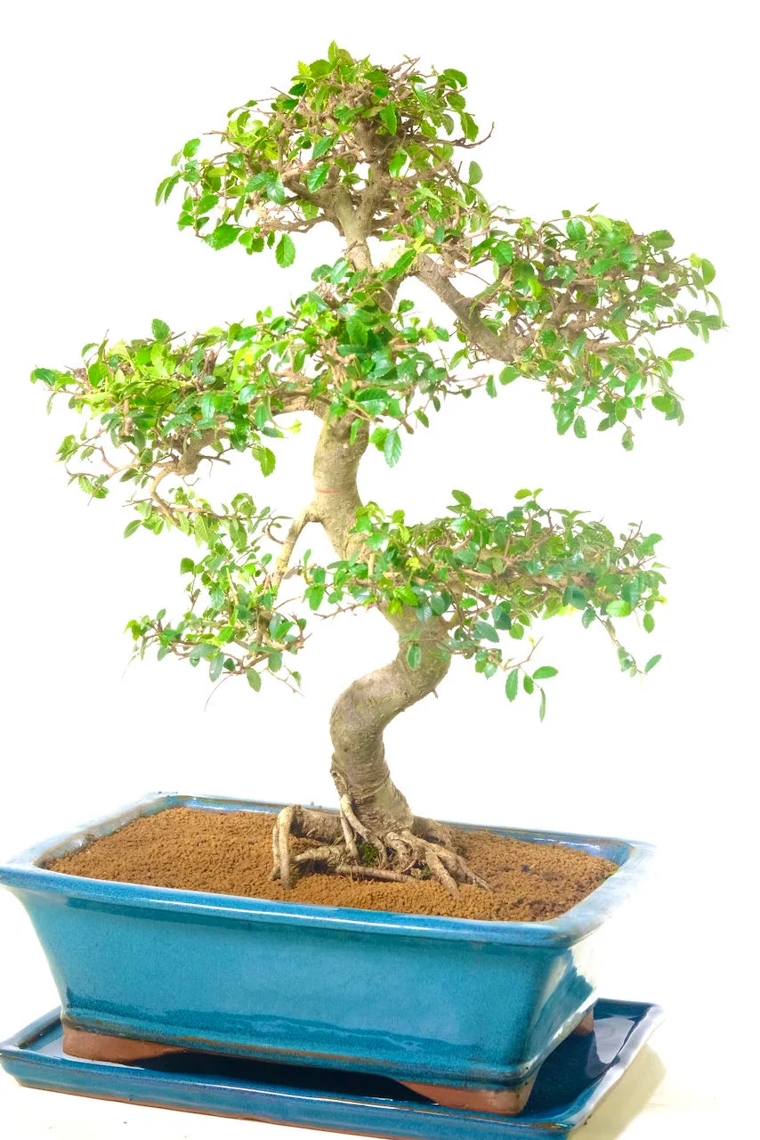Incredible 18 year old Chinese Elm bonsai with powerful root flare and artistic workmanship.