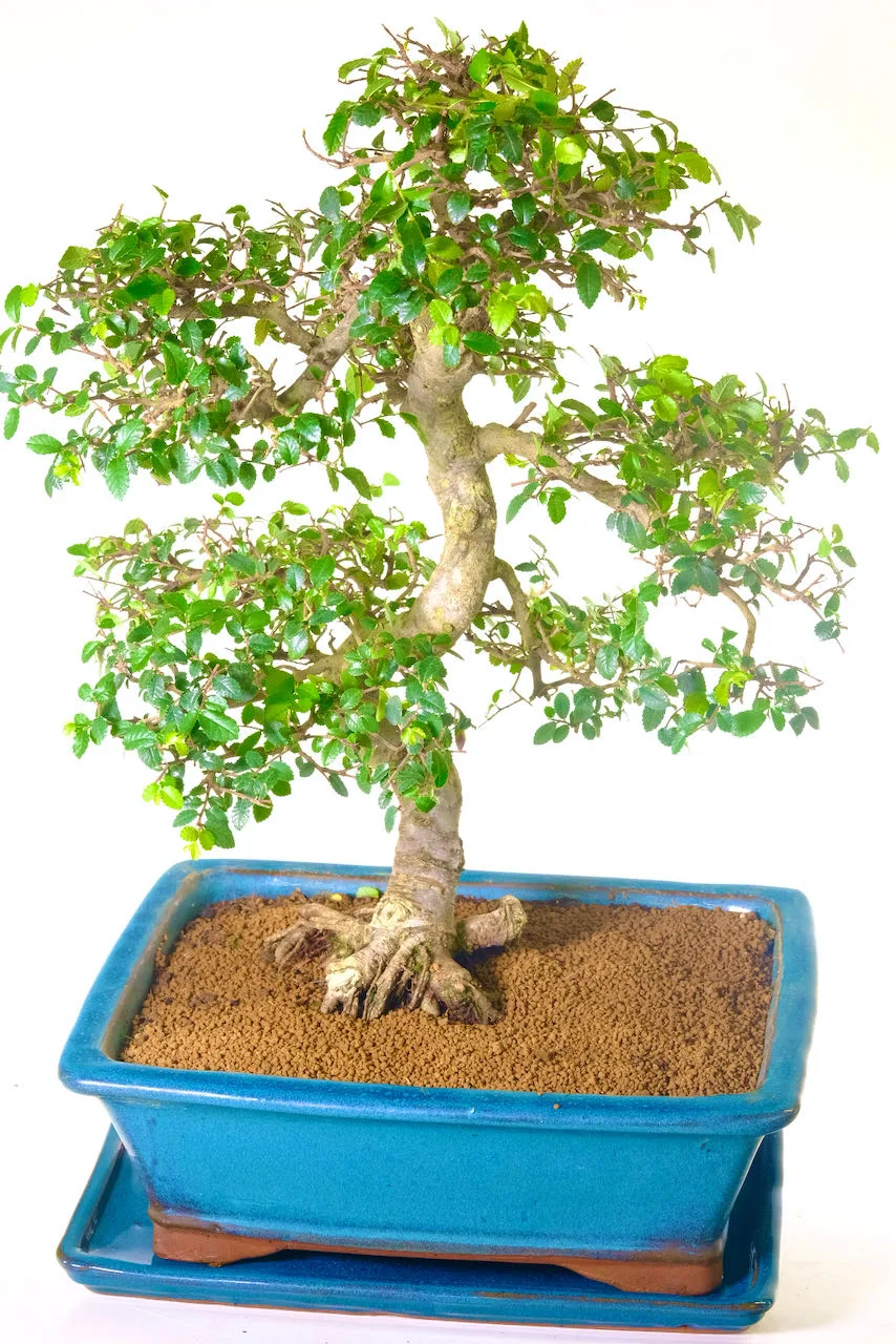 Charming twisty bonsai with elegant trunk structure flowing into neat and compact branches.