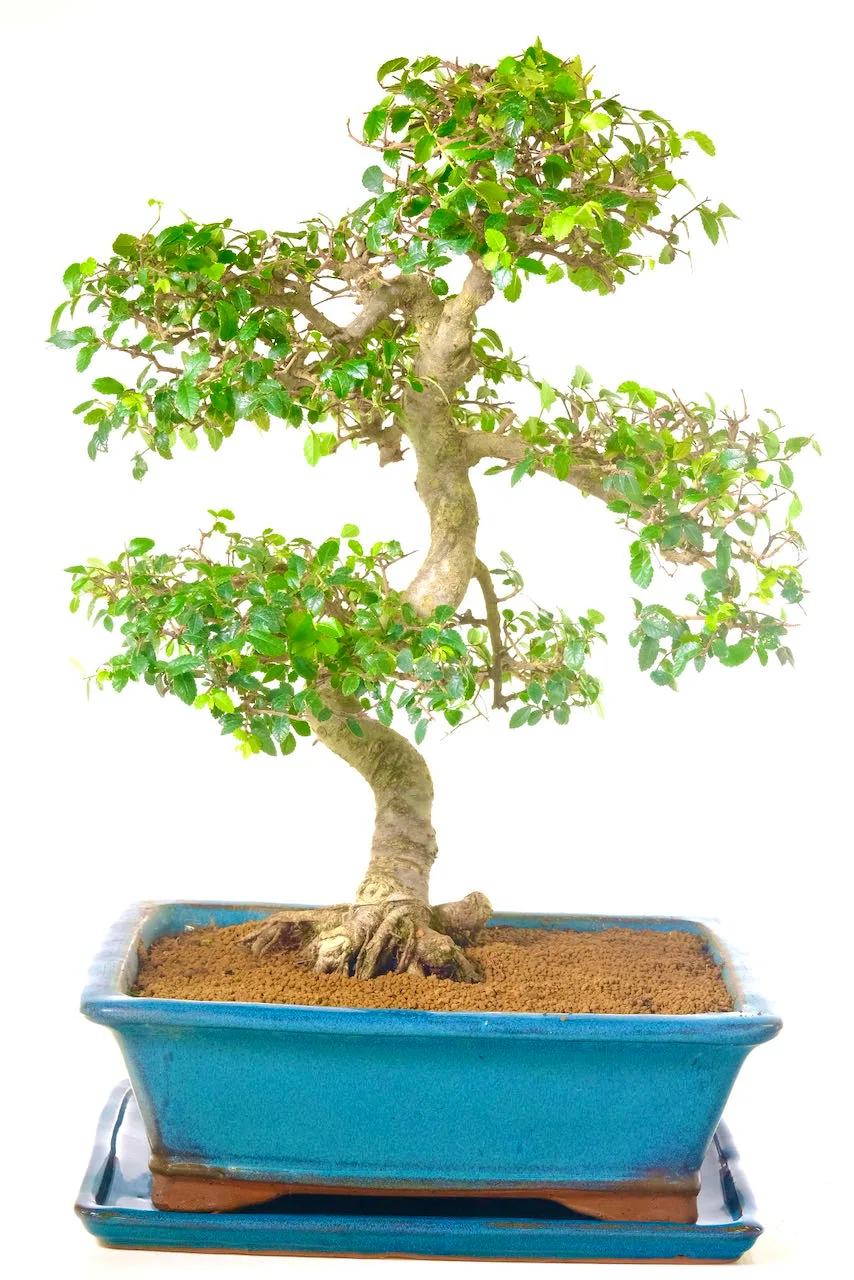 Phenomenal indoor Chinese Elm bonsai with remarkable twisty trunk and impressive root flare.