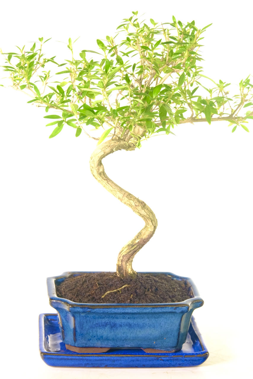 Serissa Bonsai tree Flowering Bonsai Sensational Shaping