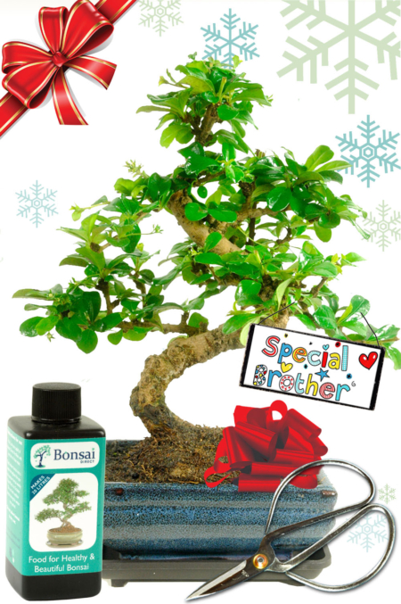 Flowering Fukien Tea Tree Christmas gift set for your brother for sale UK