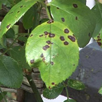 Dark black spots on the leaves