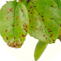 Black spots on old leaves