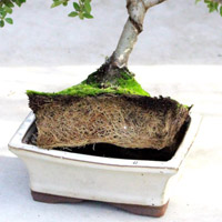 Bonsai not growing and solid roots