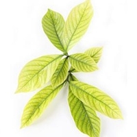 Yellowing leaves on a bonsai tree