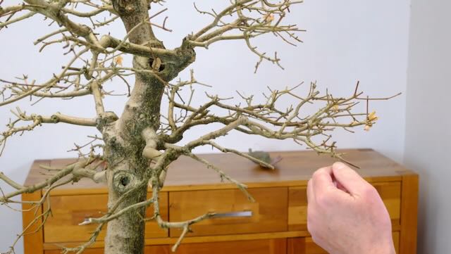 Its easier to perform major pruning on maple bonsai trees when they are out leaf.