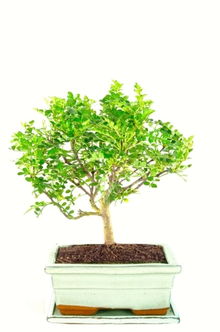 Broom pepper bonsai tree in cream ceramic pot