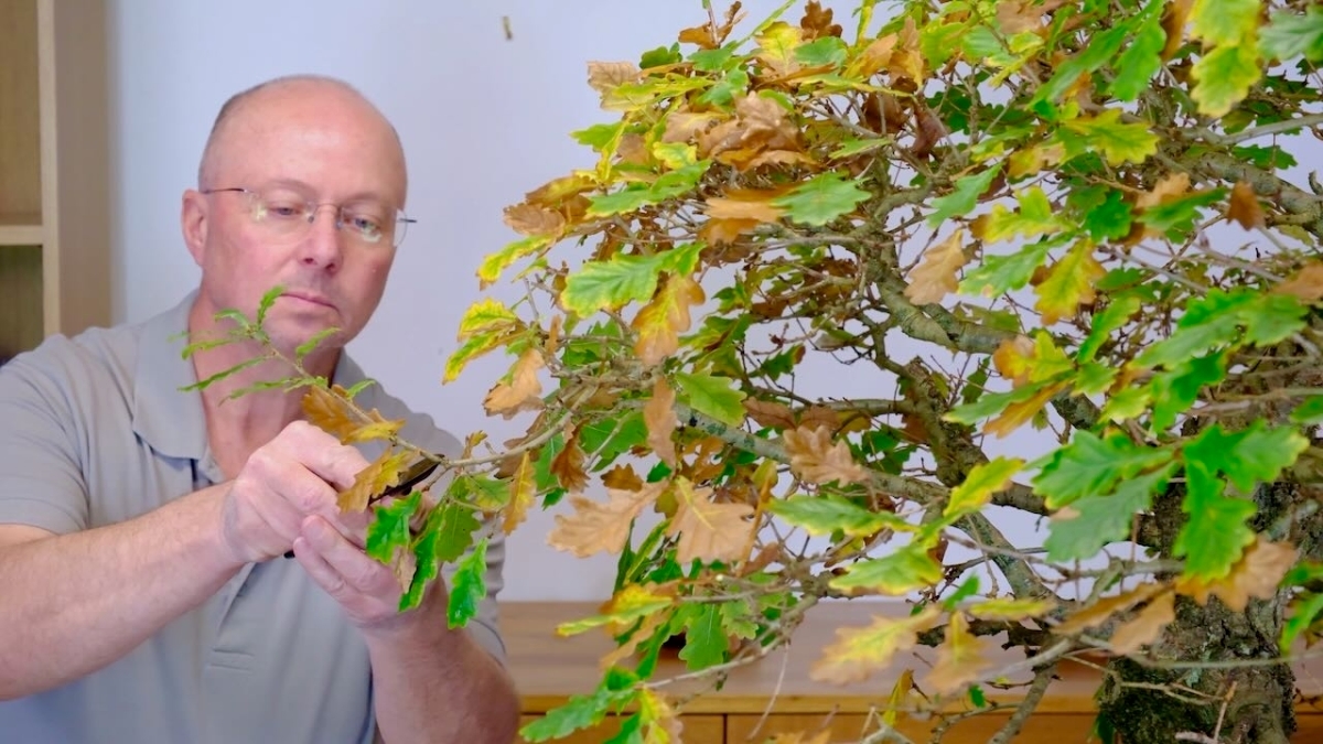 Pruning the twigs and branches of this Oak bonsai tree