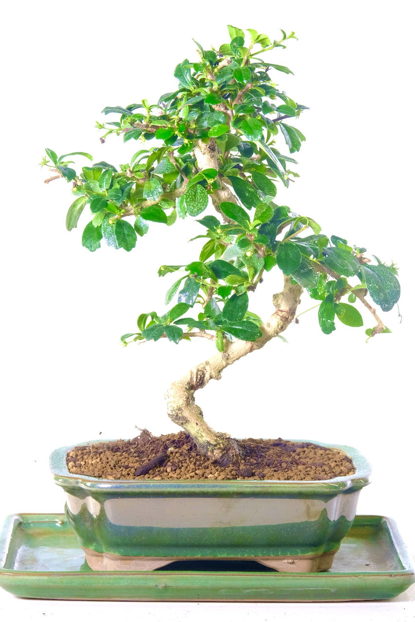 Carmona Microphylla - Adorable Oriental Tea Tree Bonsai for Sale