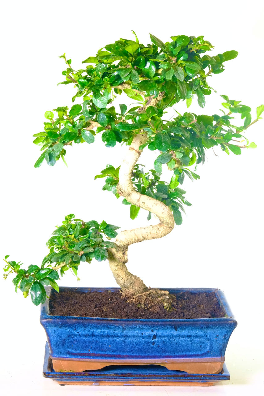 50 OFF MEGA BONSAI TREE Evergreen Flowering Large Tree