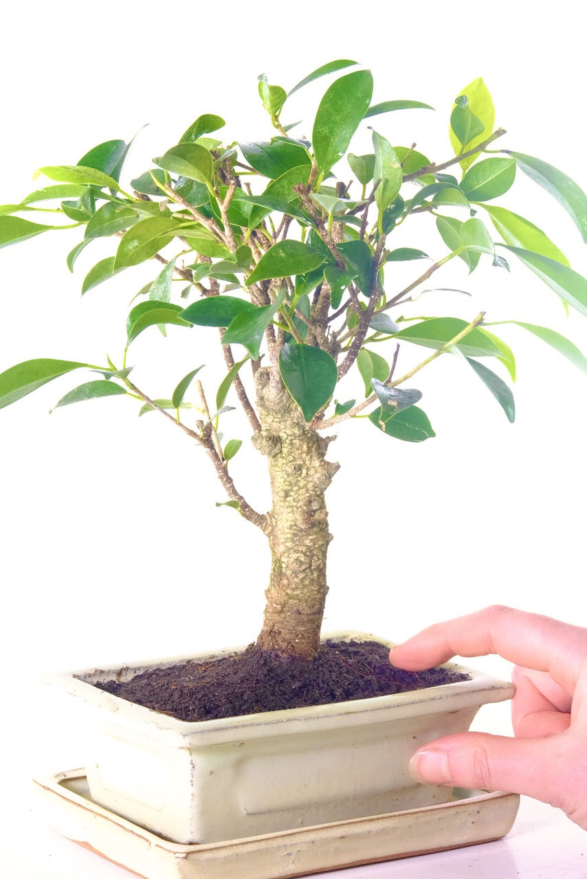 Individually photographed powerful ficus retusa banyan bonsai for sale